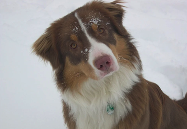 Can Australian Shepherds Have Short Hair? (Yes, and It's OK) - I Dream of  Doggies