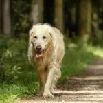 old age symptoms in dogs