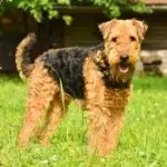 Airedale Terrier good family dog