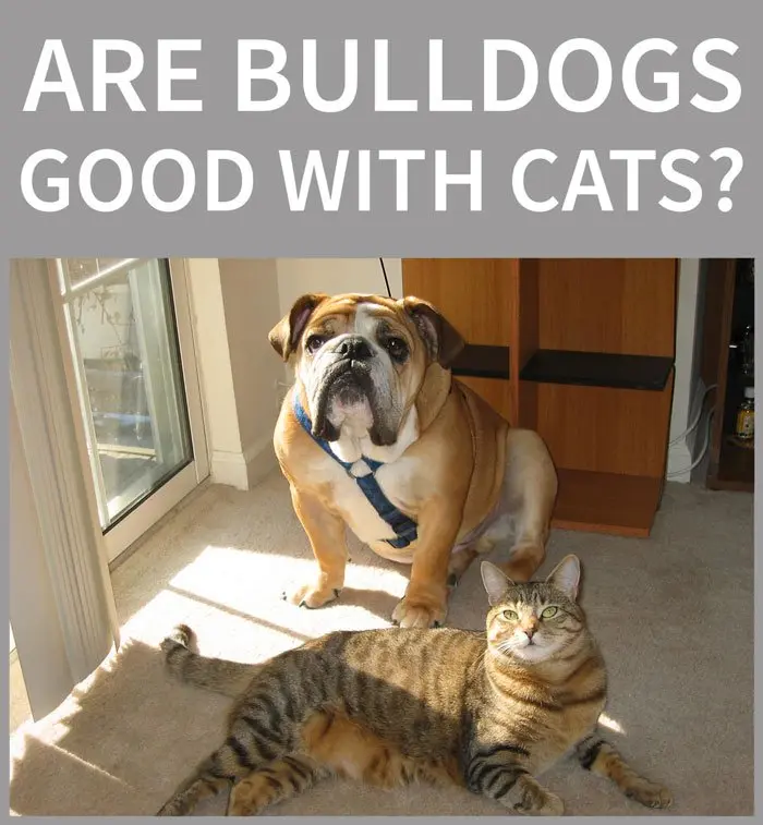 är bulldoggar bra med katter
