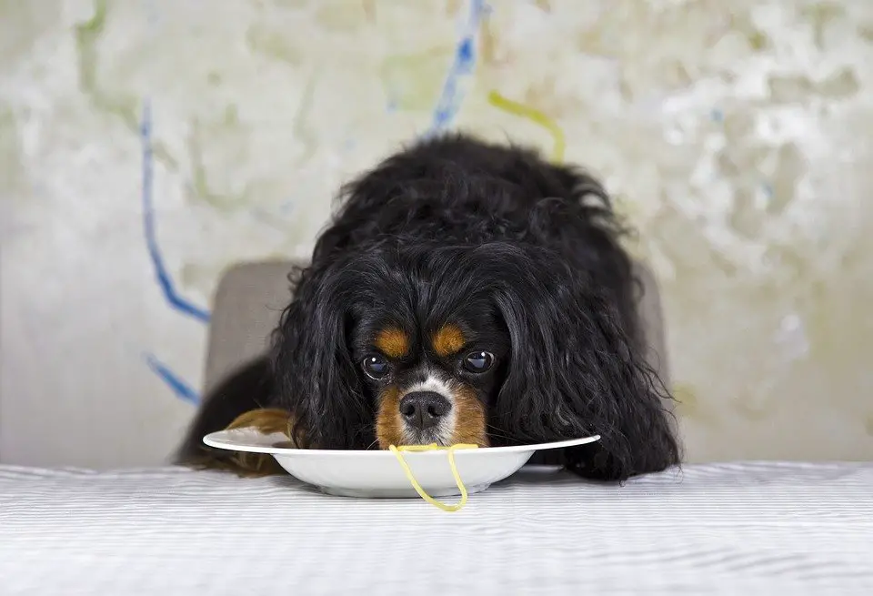 What to Do if Your Dog Has Eaten Spaghetti Sauce ...