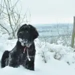 Newfoundland in the snow.