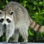 what to do if your dog attacks a raccoon