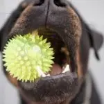 Rottweiler chewing on a toy