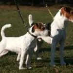 Jack Russell Terrier and Parson Russell Terrier