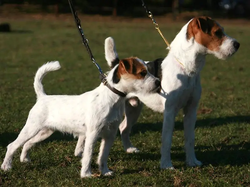 Jack Russell Terrier and Parson Russell Terrier