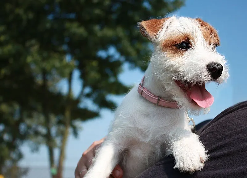 Parson Russell Terrier puppy.
